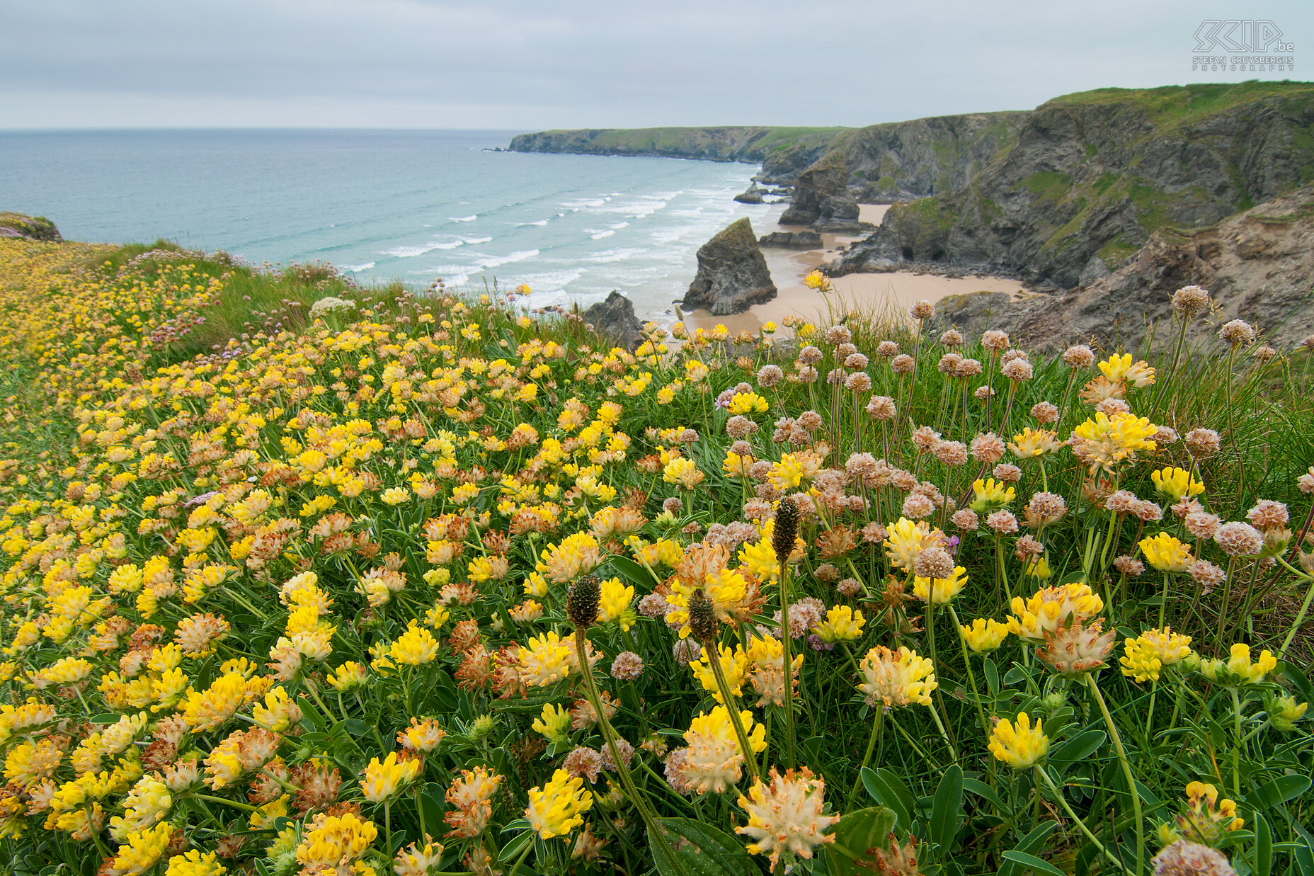 Bedruthan Steps Een bloementapijt boven op de kliffen van de Bedruthan Steps. Stefan Cruysberghs